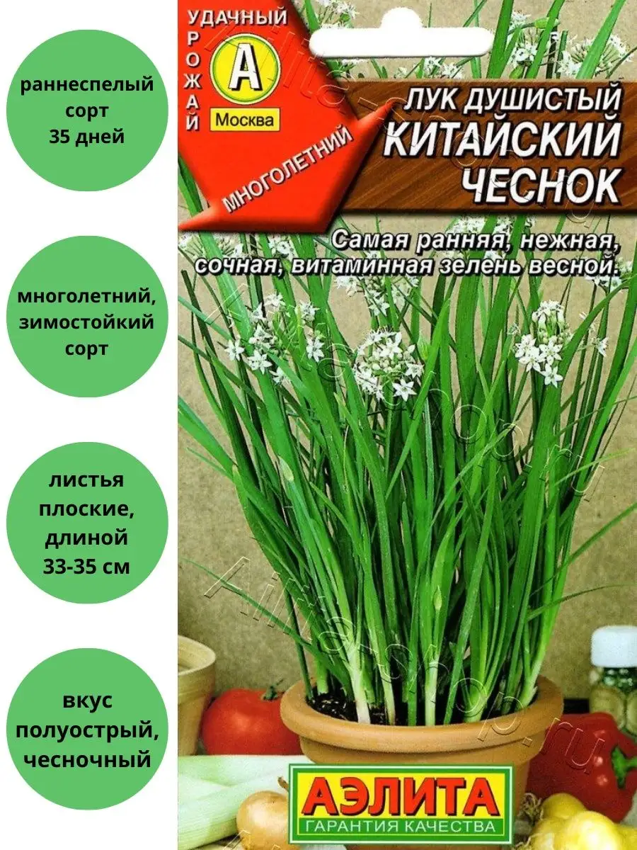 Лук Китайский чеснок душистый Агрофирма Аэлита 149713912 купить за 120 ₽ в  интернет-магазине Wildberries