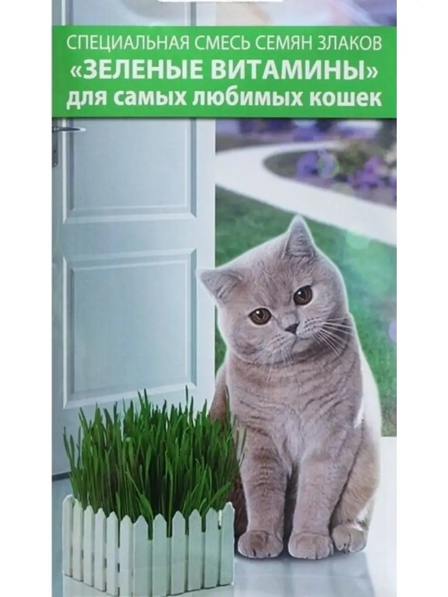 Британские кошки на даче: правила безопасности - Блог о Кошках Британской Породы