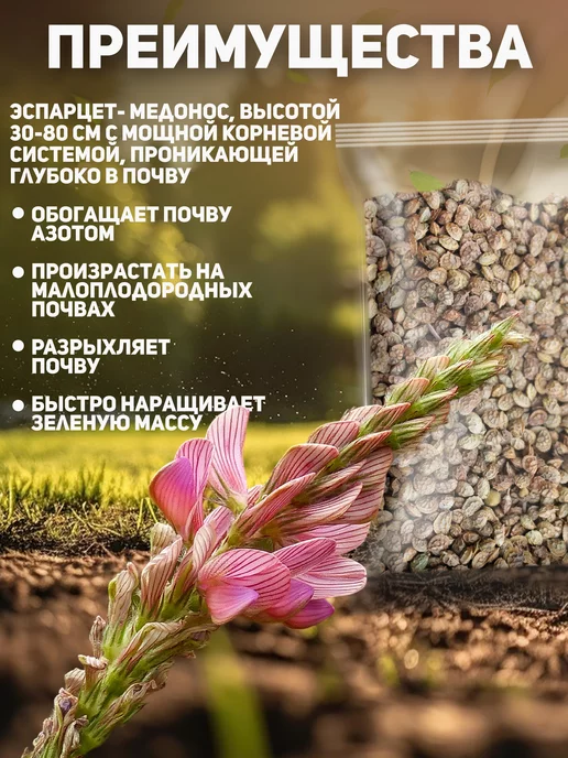 Алтайские угодья Семена эспарцета сидерат медонос многолетний 1 кг, 1 кг, фото 3