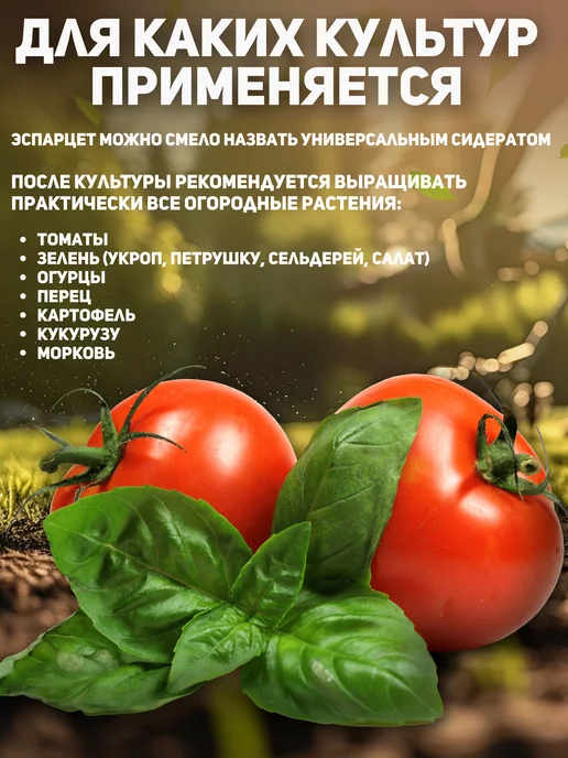 Алтайские угодья Семена эспарцета сидерат медонос многолетний 1 кг, 1 кг, фото 6