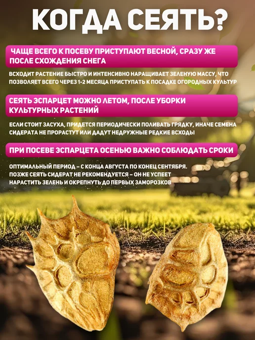 Алтайские угодья Семена эспарцета сидерат медонос многолетний 1 кг, 1 кг, фото 7