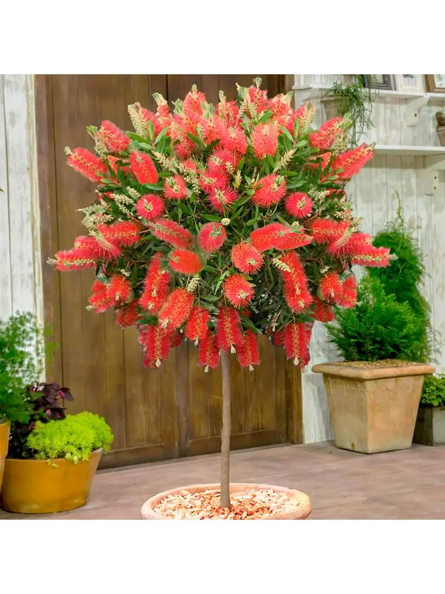 Краснотычинник ( Callistemon) ДАЧА ОНЛАЙН 149859803 купить за 310 ₽ в  интернет-магазине Wildberries