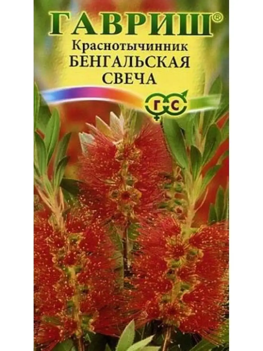 Краснотычинник ( Callistemon) ДАЧА ОНЛАЙН 149859803 купить за 310 ₽ в  интернет-магазине Wildberries