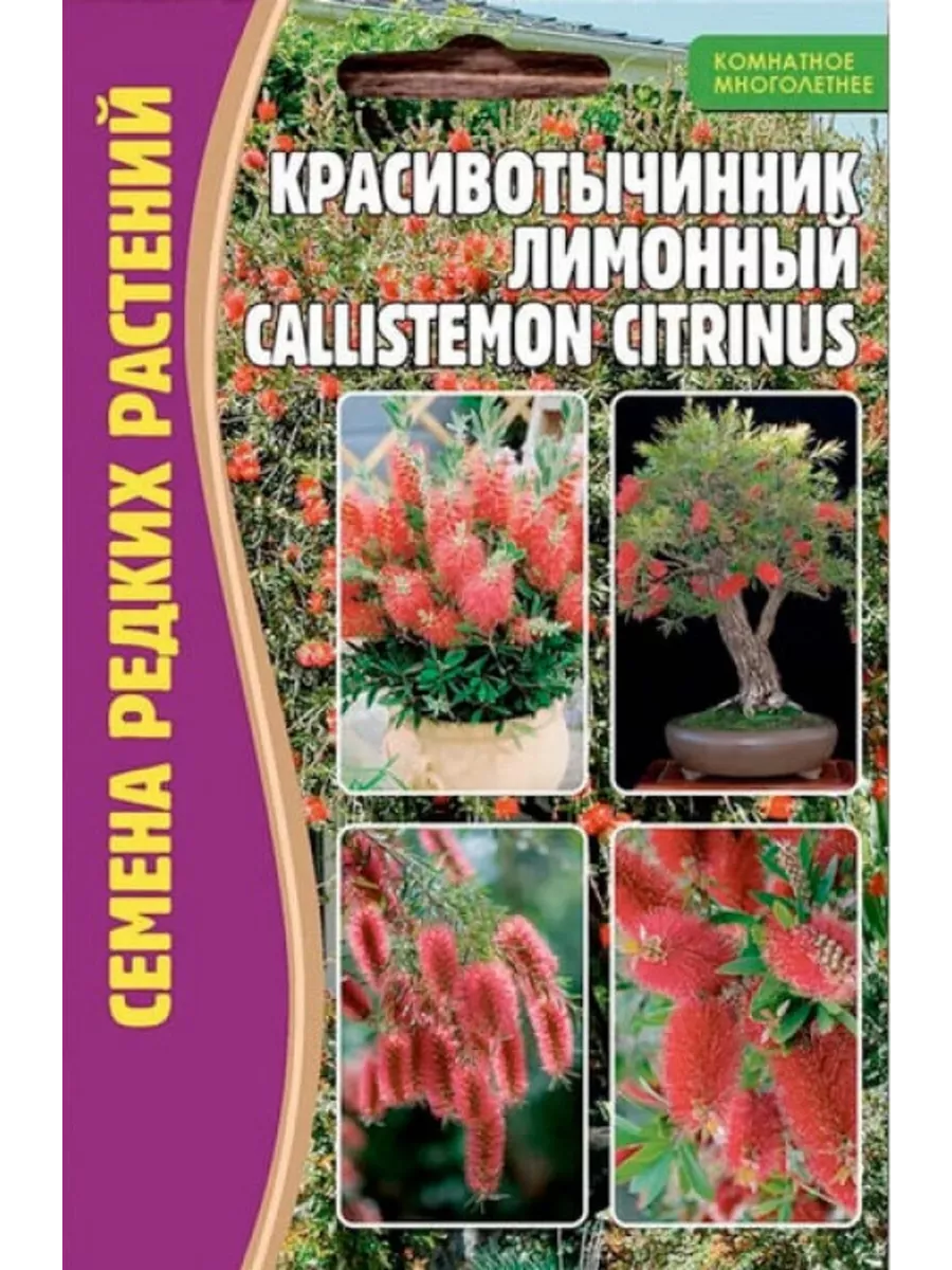 Краснотычинник ( Callistemon) ДАЧА ОНЛАЙН 149859803 купить за 310 ₽ в  интернет-магазине Wildberries