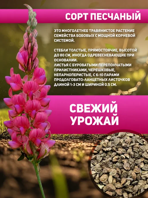 Алтайские угодья Семена эспарцета сидерат медонос многолетний 1 кг, 5 кг, фото 2