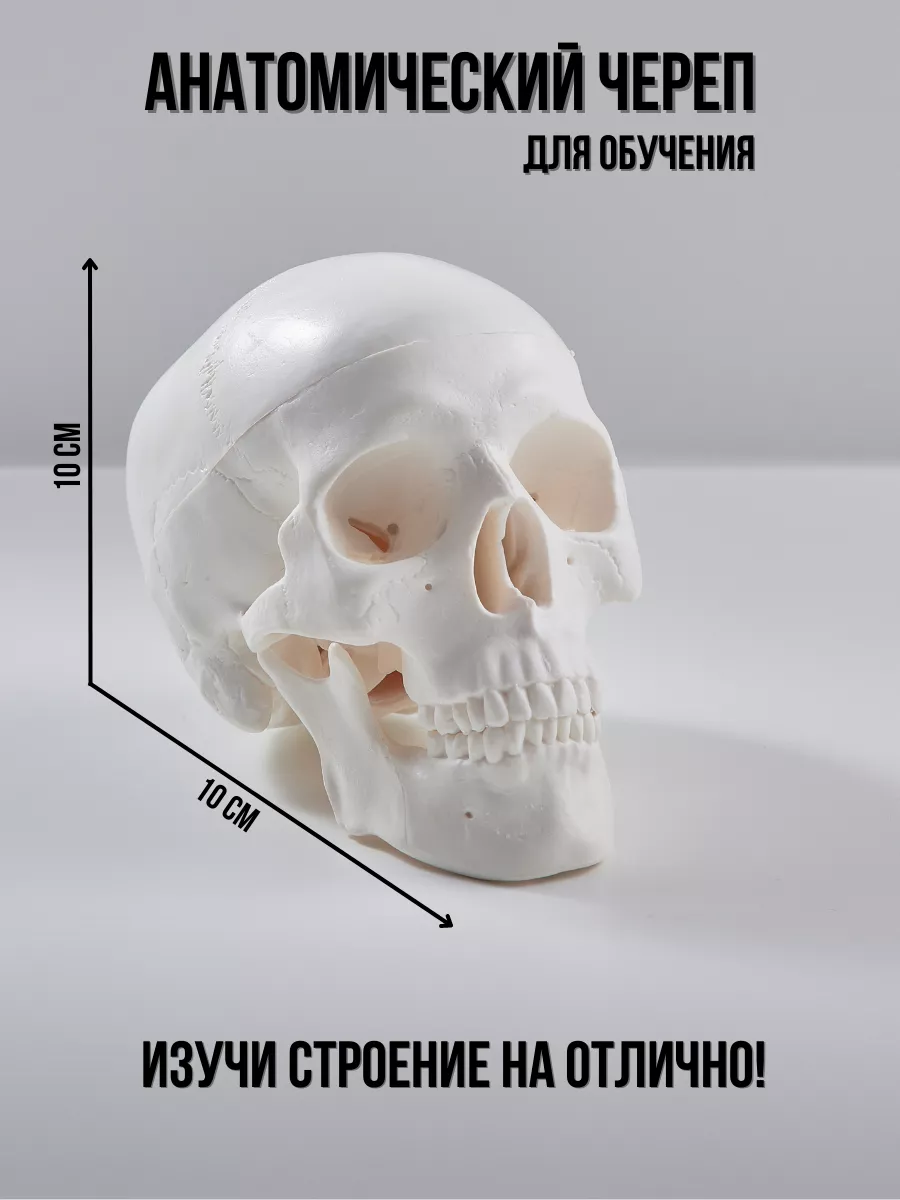 Череп учебный...