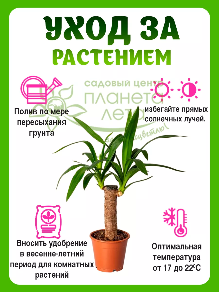 Комнатное растение Юкка пальма Планета Лета 150348267 купить в  интернет-магазине Wildberries