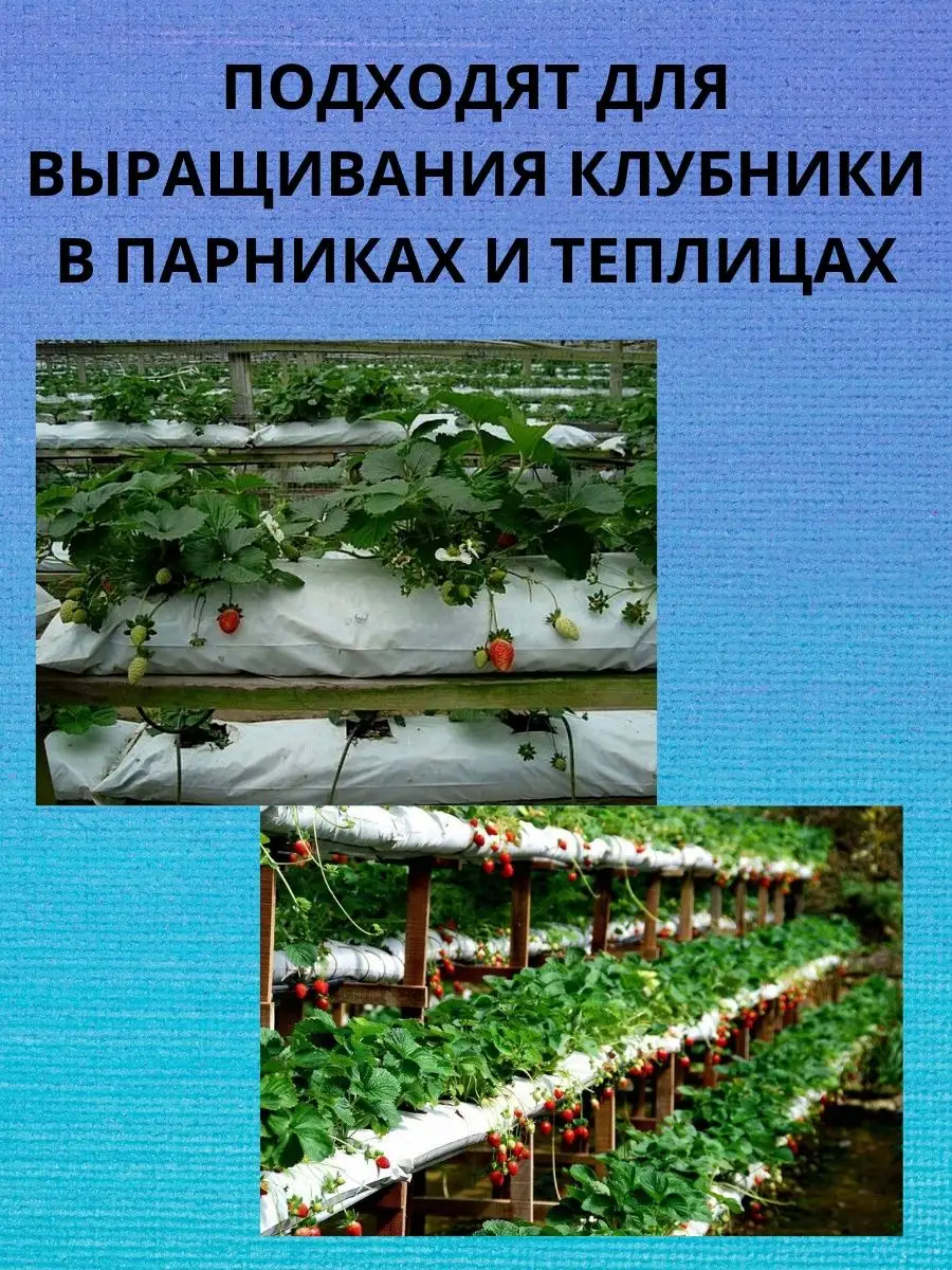 Хотите посадить клубнику осенью? Пора готовить грядки | В саду (webmaster-korolev.ru)