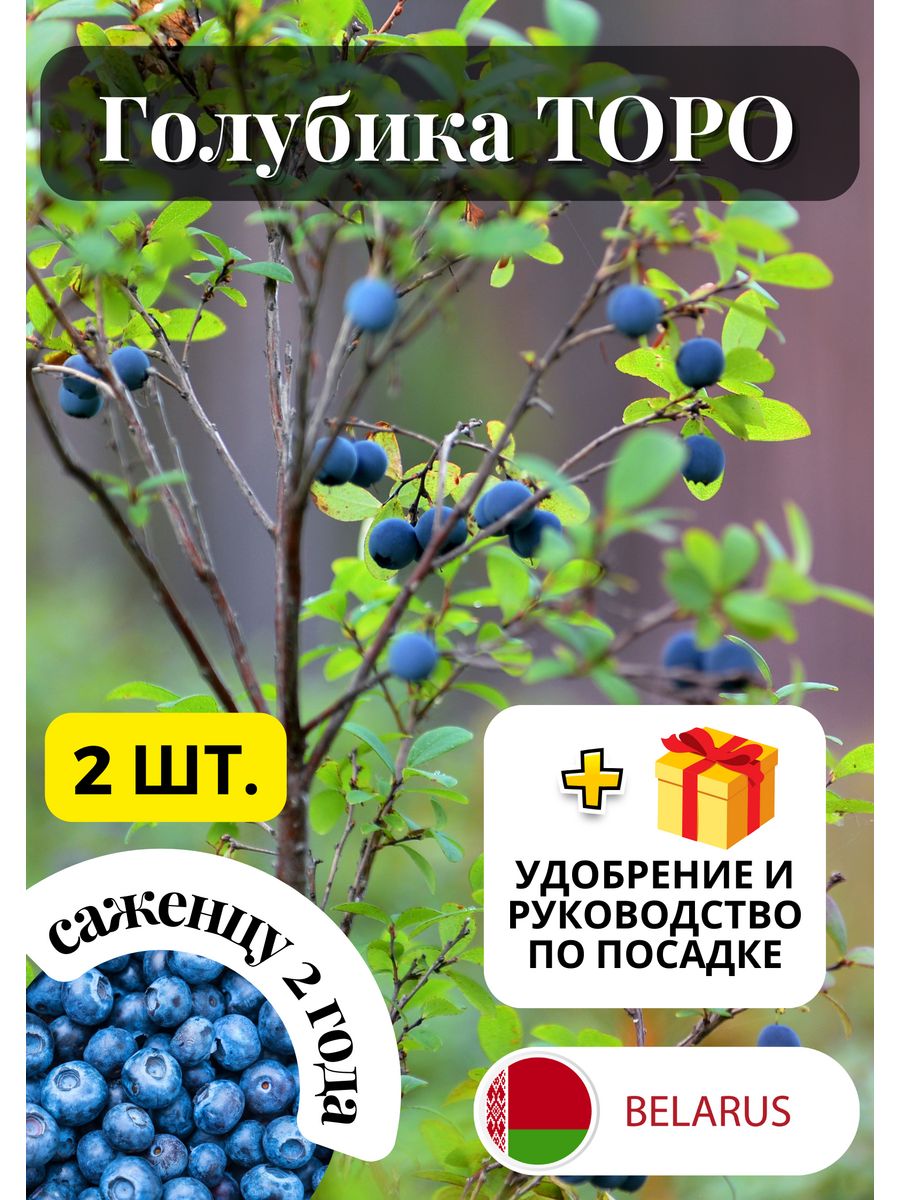 Саженцы голубики крым. Голубика Блюкроп. Голубика саженцы. Голубика Торо. Голубика в лукошке.