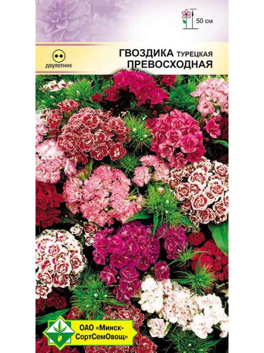 Гвоздика турецкая семена. Турецкая гвоздика высота растения. Гвоздика турецкая на балконе.