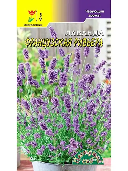 Клумба - виды и способы создания садовых клумб | tdksovremennik.ru