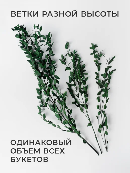 ARANTA Эвкалипт стабилизированный, Сухоцветы для декора, вариант, фото 2