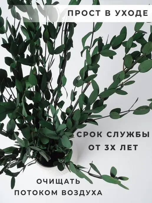 ARANTA Эвкалипт стабилизированный, Сухоцветы для декора, вариант, фото 6