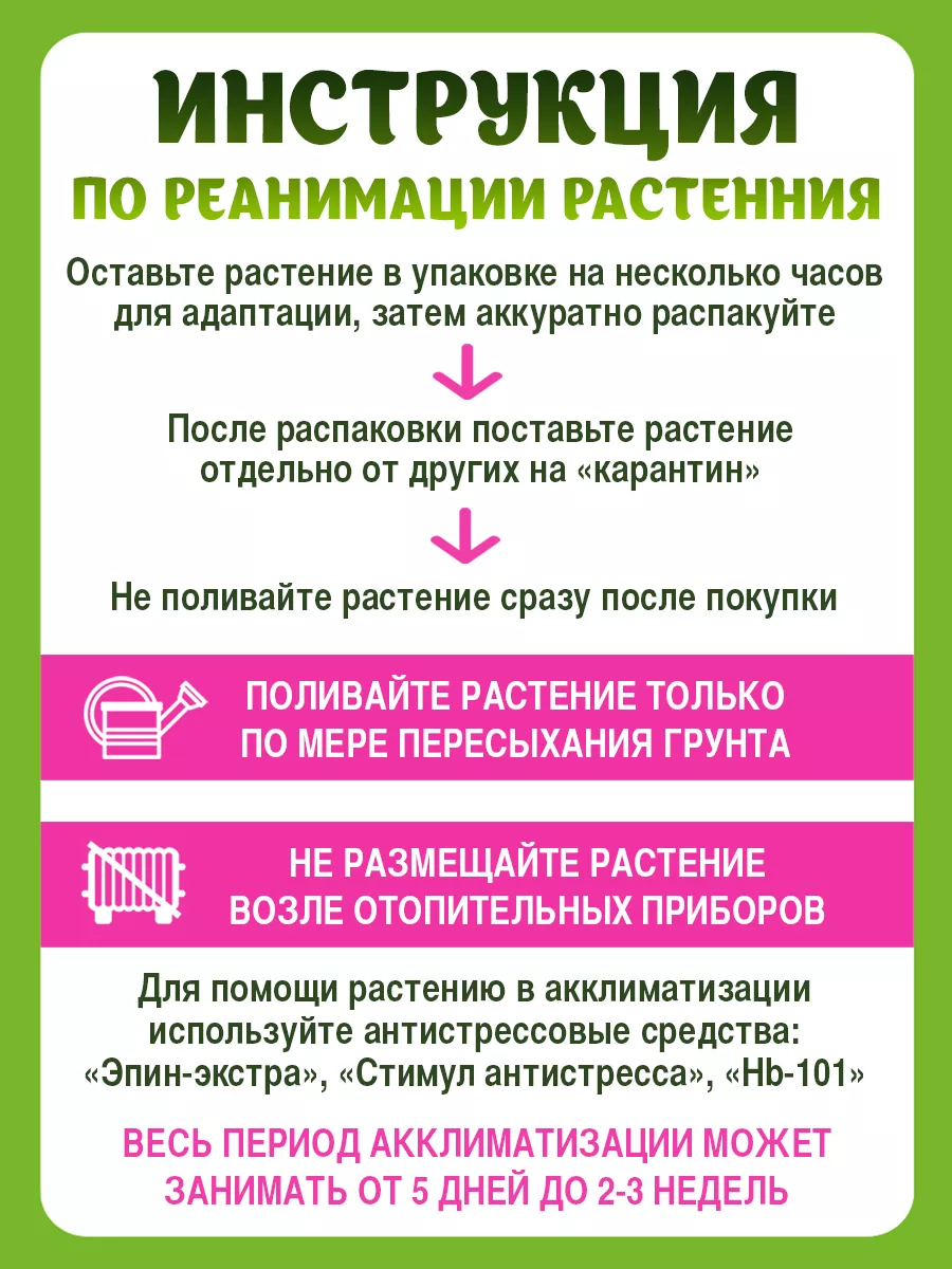 Комнатные растения спатифиллум живой Планета Лета 151583899 купить в  интернет-магазине Wildberries