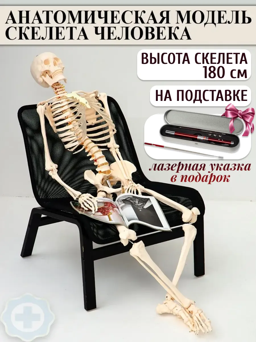 Модель Скелета Человека Купить