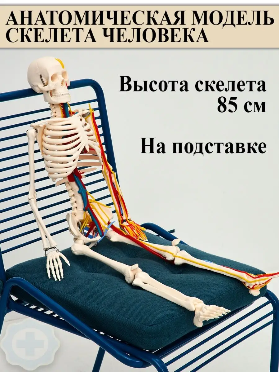 Модель Скелета Человека Купить