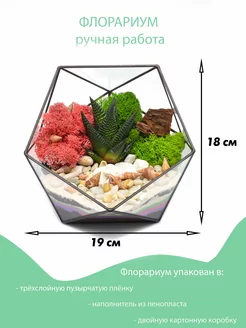 Флорариум стеклянный набор с растениями Sova market 151815024 купить за 3 024 ₽ в интернет-магазине Wildberries