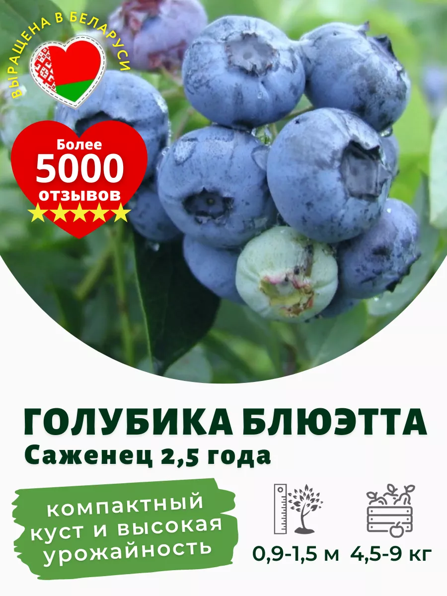 Голубика 3 х летняя Голубика 3 х летняя