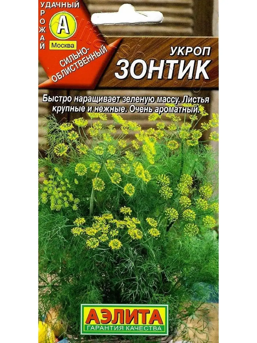 Сорт укропа без зонтиков. Укроп зонтик. Укроп лесногородский. Укроп зонтик. Какой зонтик укропа.
