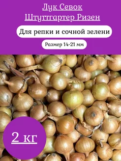 Лук севок озимый на посадку в зиму Штуттгартер Ризен лучок-пучок 151985408 купить за 433 ₽ в интернет-магазине Wildberries