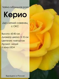 Саженец розы Керио Dream Roses 151995971 купить за 645 ₽ в интернет-магазине Wildberries