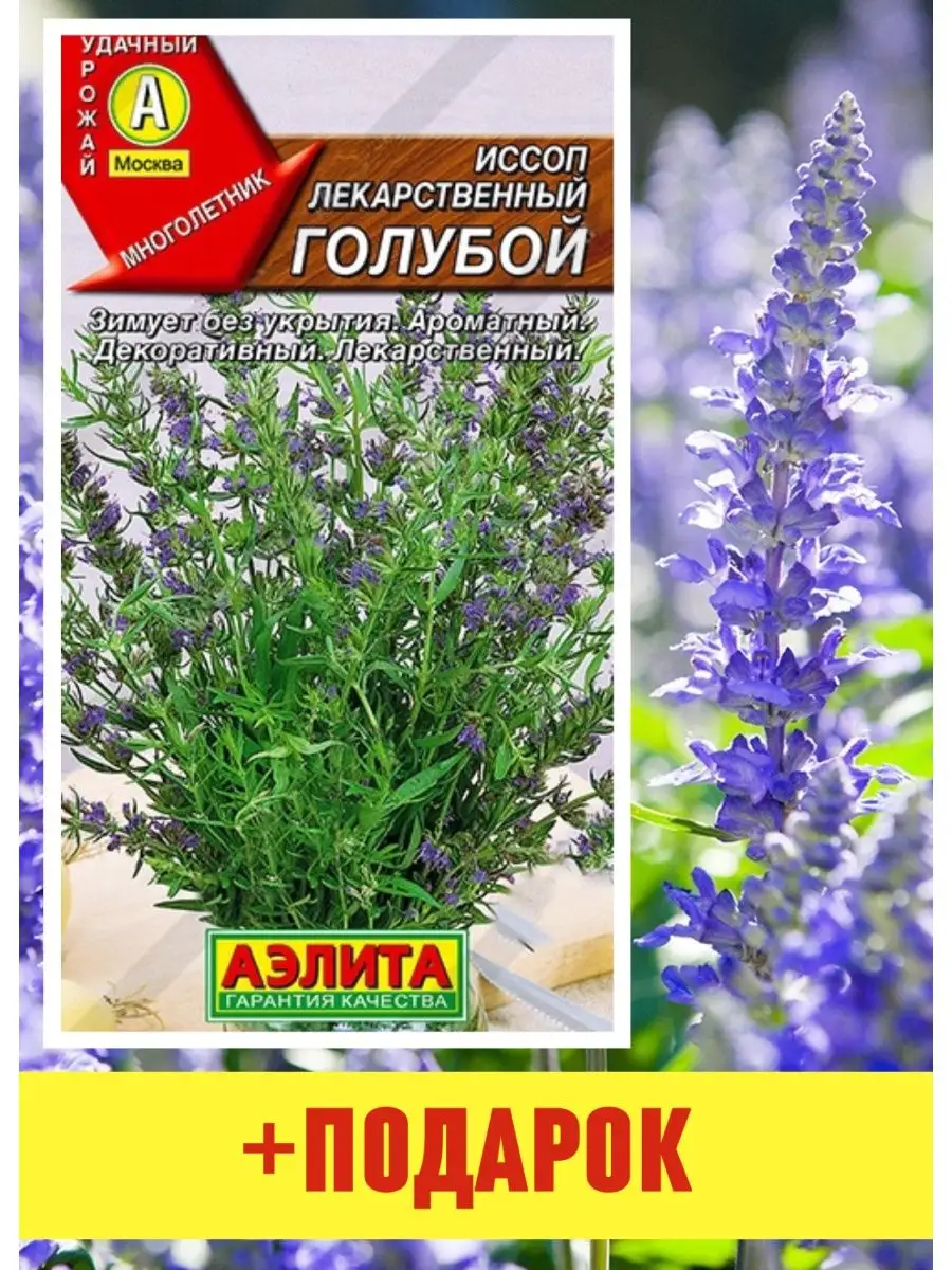 Иссоп семена иссоп лекарственный голубой 1 шт