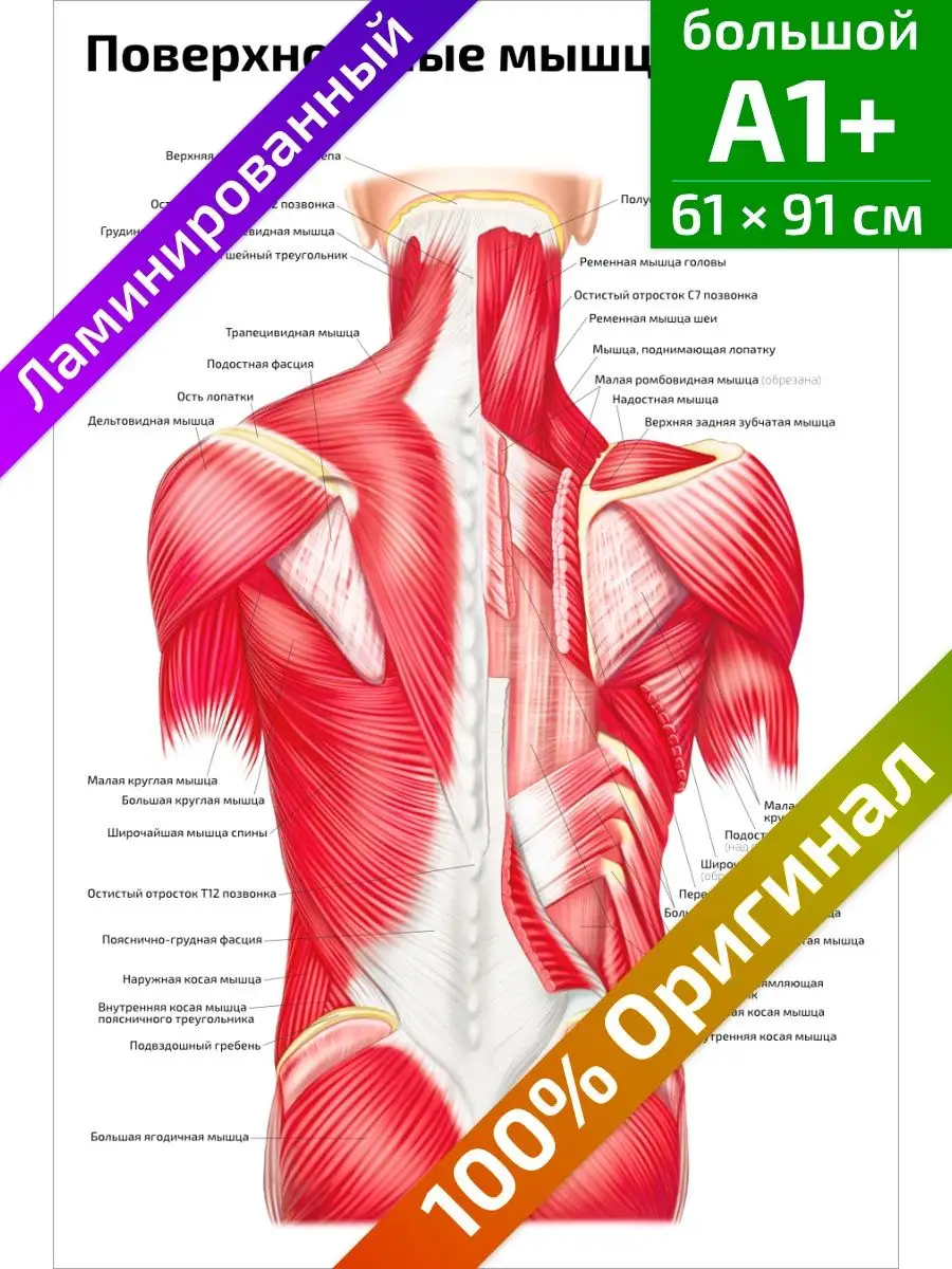 Поверхностные мышцы спины медицинский плакат 61х91см Квинг 152108789 купить  за 765 ₽ в интернет-магазине Wildberries