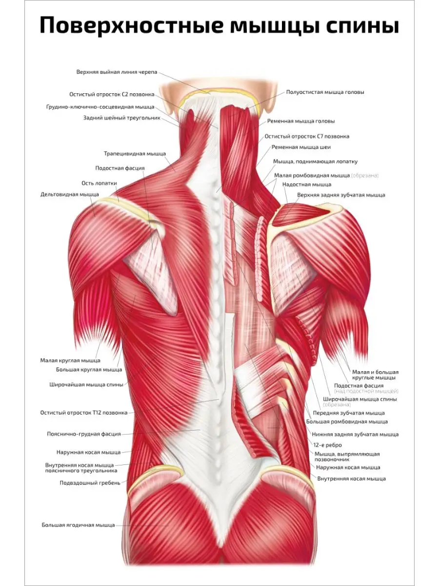 Поверхностные мышцы спины медицинский плакат 61х91см Квинг 152108789 купить  за 714 ₽ в интернет-магазине Wildberries