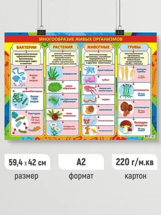 Линия успеха Обучающий плакат Биология, постер обучающий для школы А2