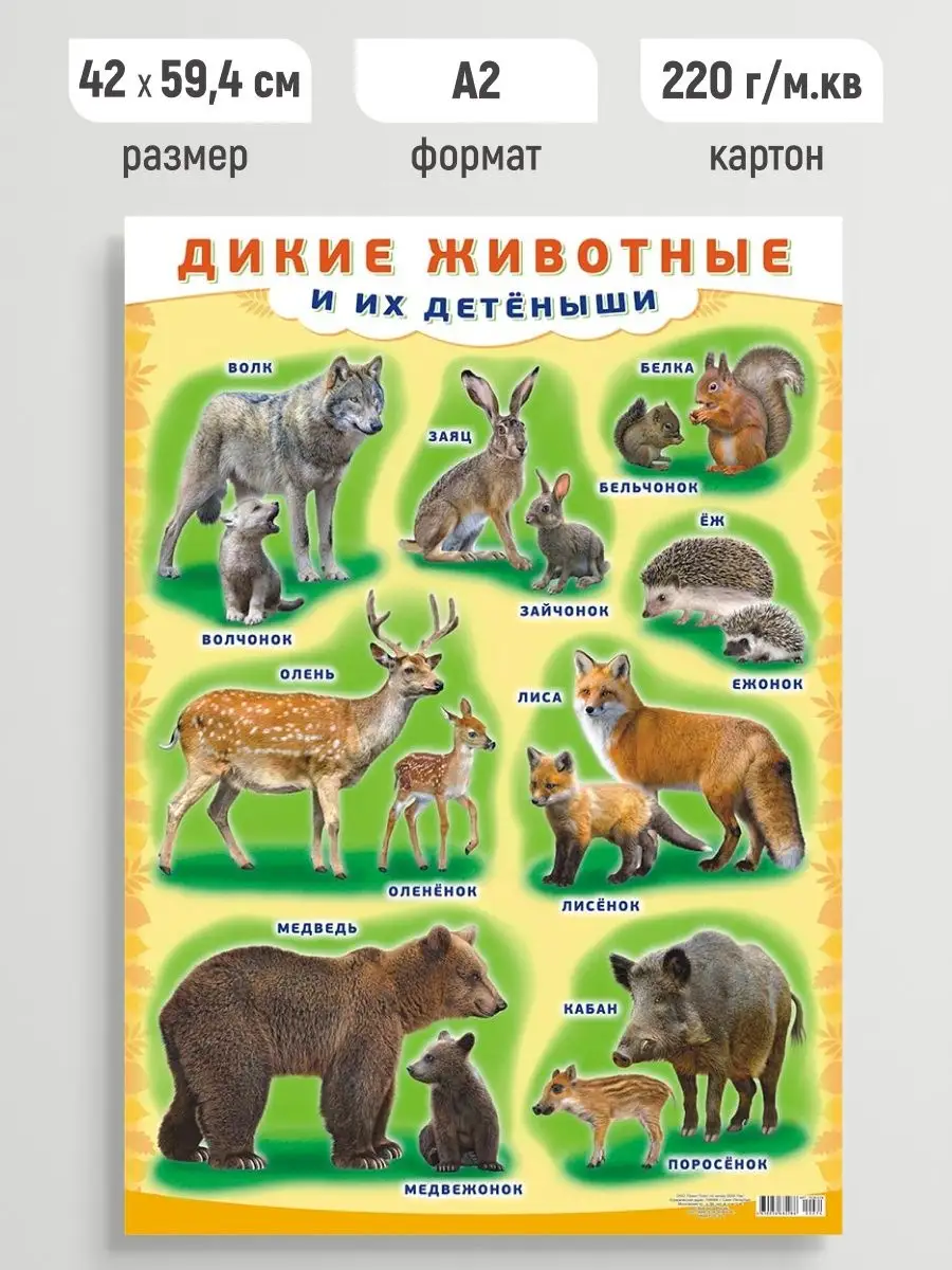 Детский обучающий плакат Дикие животные и их детеныши А2 Линия успеха  купить по цене 200 ₽ в интернет-магазине Wildberries | 152151406