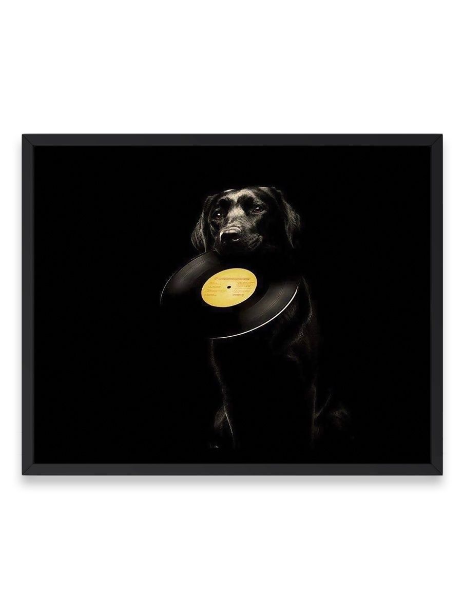 Черная собака песня. Диск Постер. Альбом 2014 года с собакой музыка.