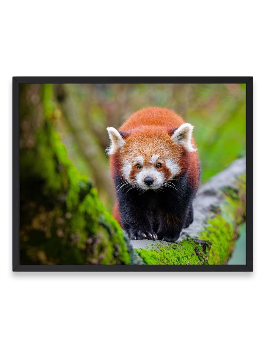 The red panda 8 grade