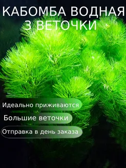 Кабомба водная 3 ветки Декорации для аквариума Aqua_Plants 152332915 купить за 262 ₽ в интернет-магазине Wildberries