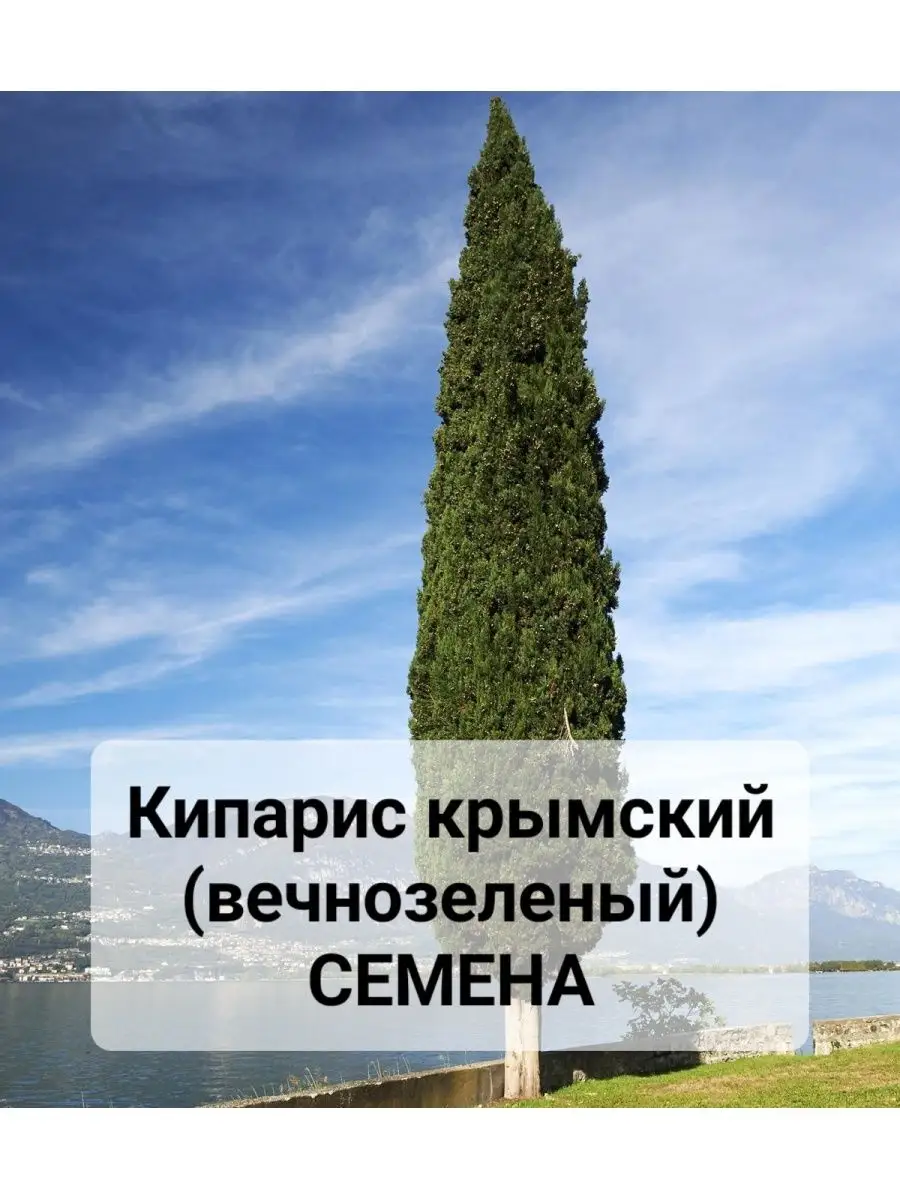 Кипарис крымский семена Радость Бахчисарая 152412463 купить за 105 ₽ в  интернет-магазине Wildberries