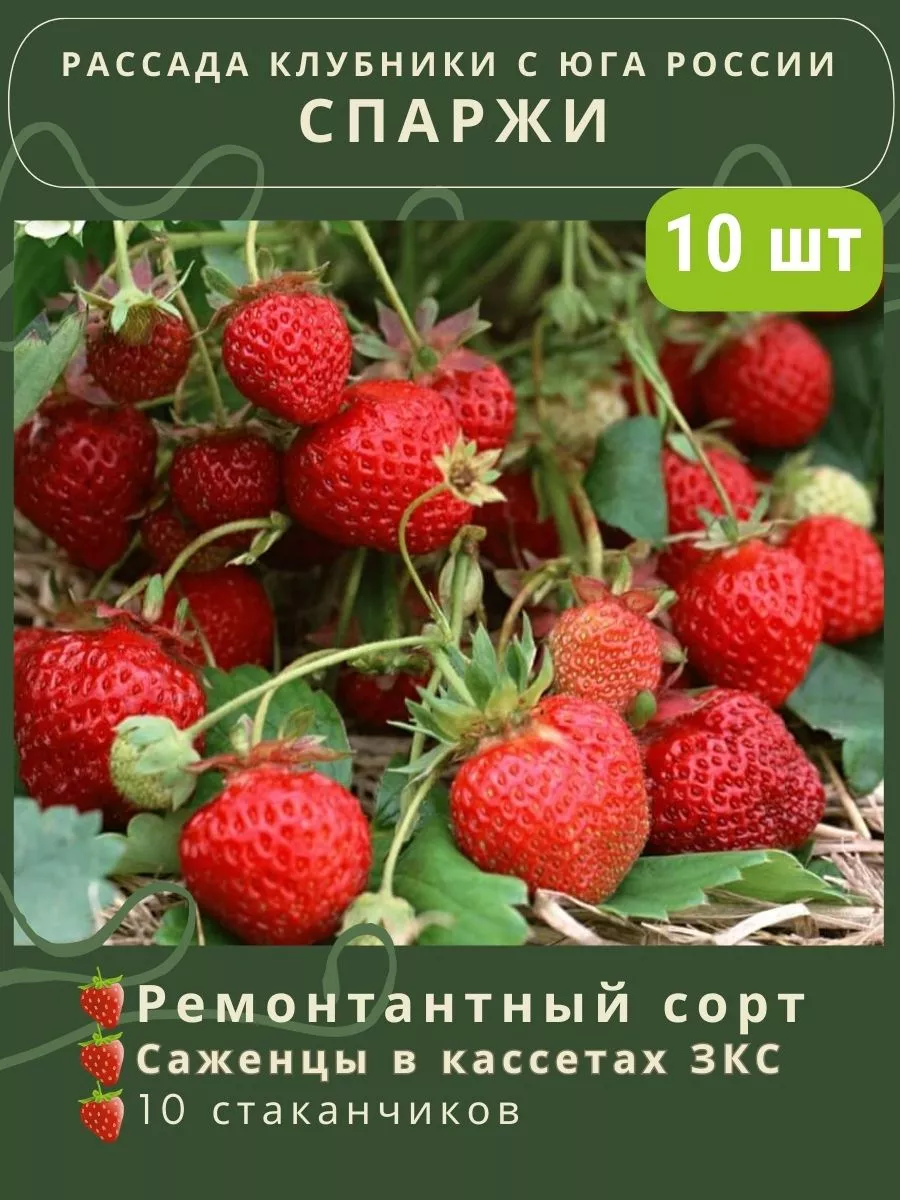 Саженцы клубники Спаржи ремонтантная 10кассет Дом клубники 152431838 купить  в интернет-магазине Wildberries