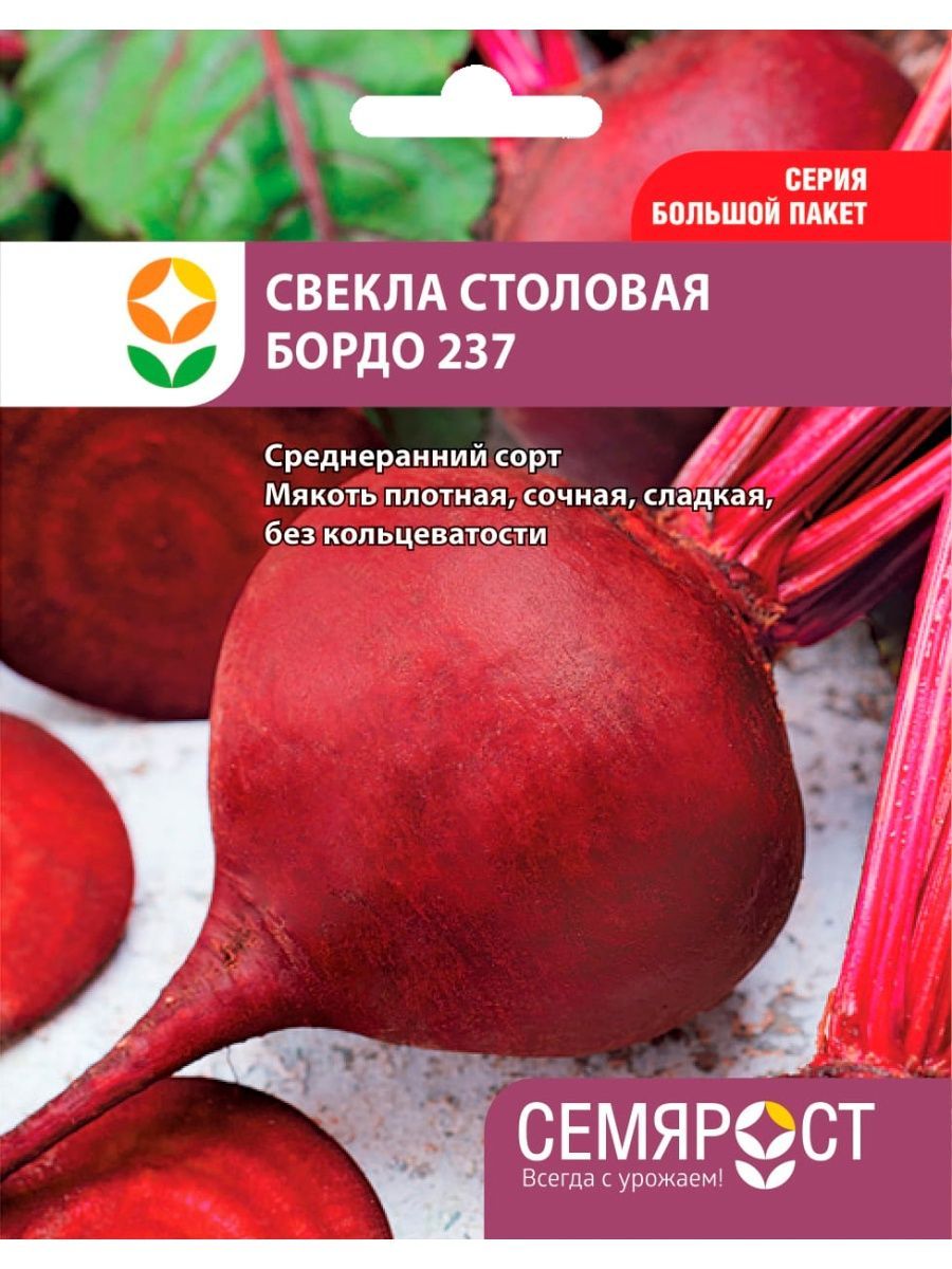 Свекла бордо 237 описание сорта. Свекла бордо 237. Свёкла бордо описание. Свёкла бордо описание сорта. Свекла бордо новинка.