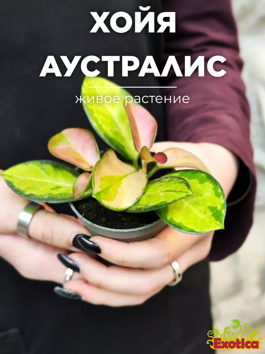 Хойя Лиза Аустралис (Hoya Australis Lisa) D6см Exotica 152723224 купить за  1 195 ₽ в интернет-магазине Wildberries