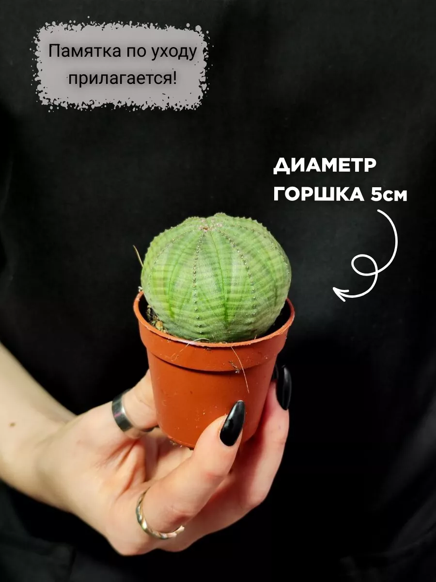 Молочай Тучный (Euphorbia obesa) D5см Exotica 152728789 купить за 1 286 ₽ в  интернет-магазине Wildberries