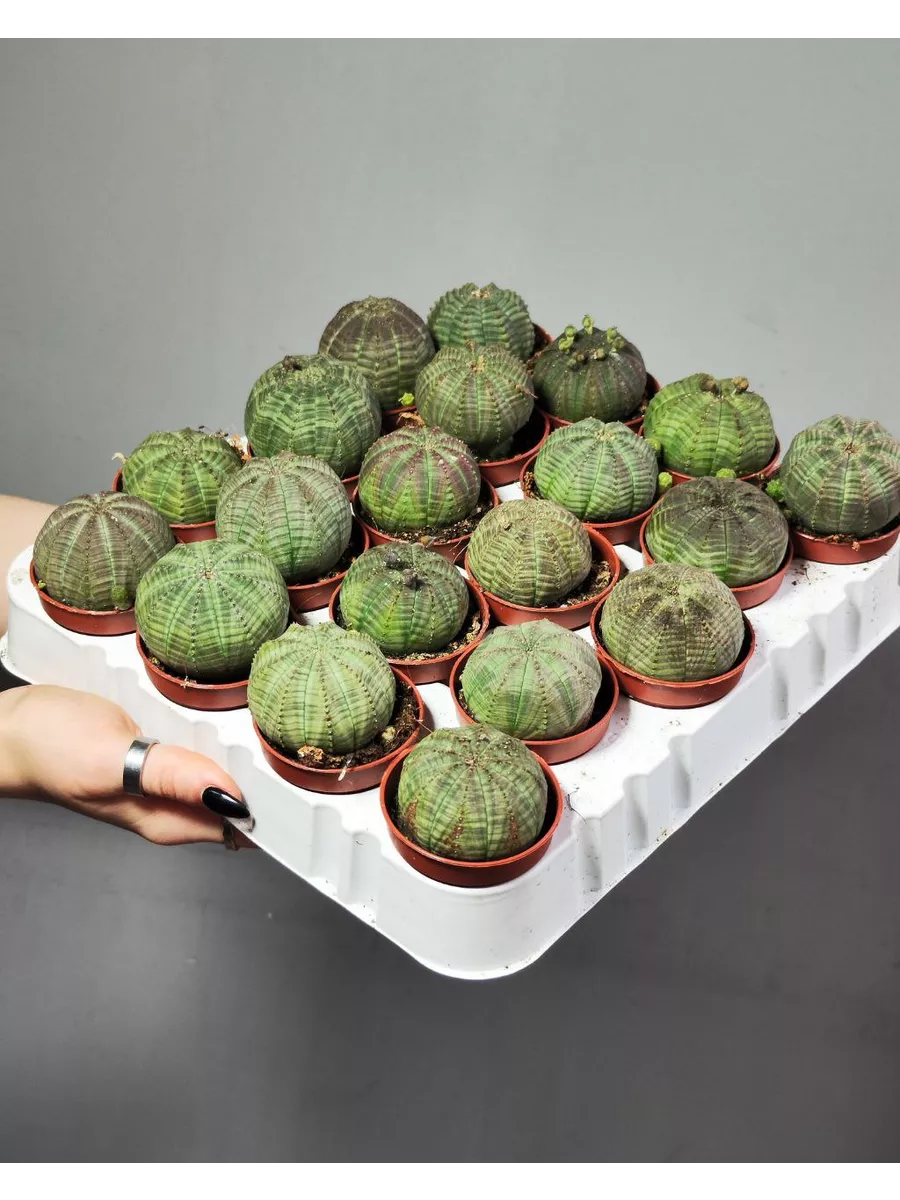 Молочай Тучный (Euphorbia obesa) D5см Exotica 152728789 купить за 1 286 ₽ в  интернет-магазине Wildberries