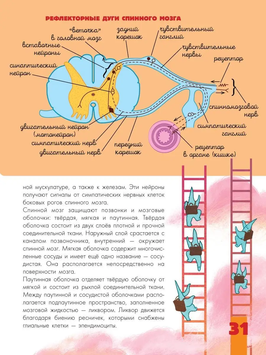 Мозг и нервная система Издательство АСТ 152758113 купить за 538 ₽ в  интернет-магазине Wildberries