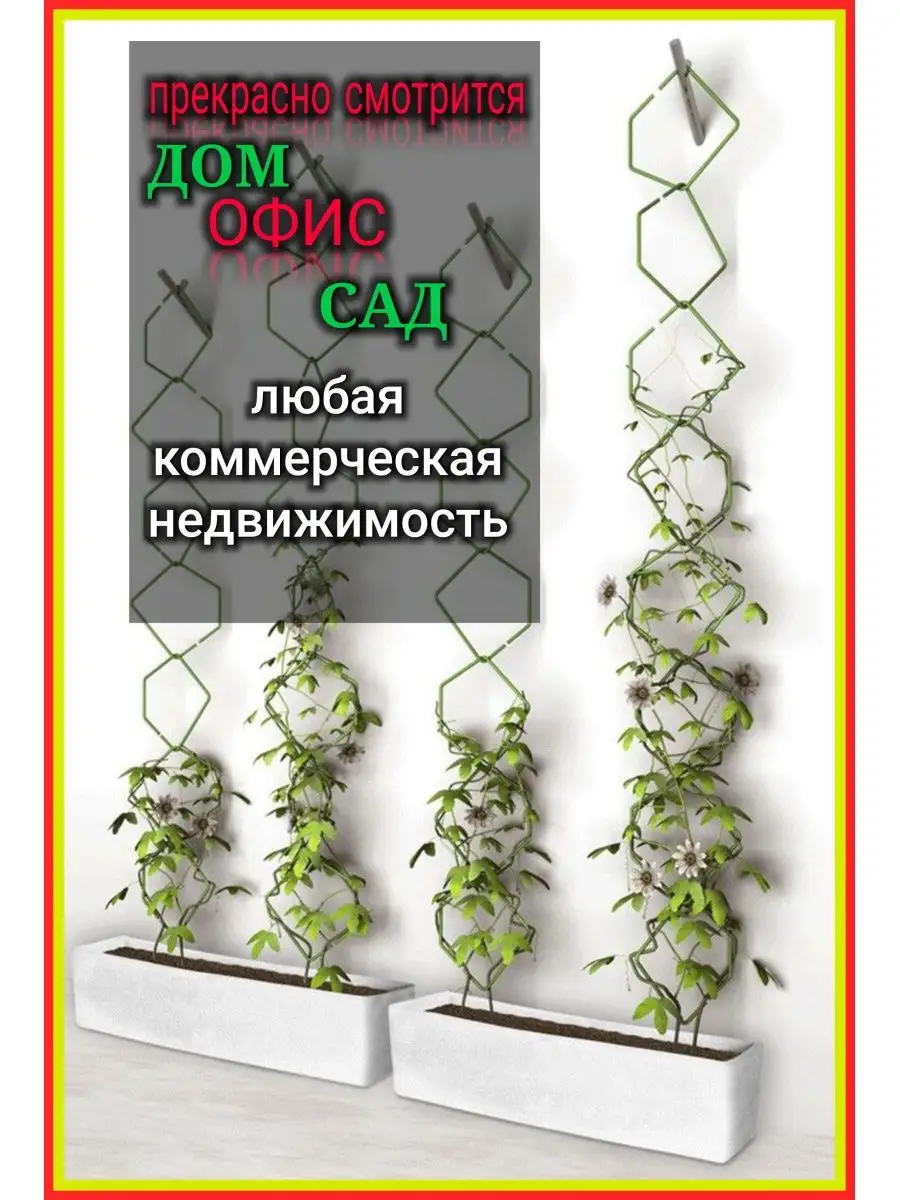 2 вида плюща вечнозеленые МОРОЗОСТОЙКИЕ(2 саженца в 1уп) 152767329 купить  за 1 016 ₽ в интернет-магазине Wildberries