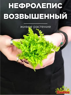 Нефролепис Возвышенный (Nephrolepis Exaltata Fluffy) D5см Exotica 153093261 купить за 699 ₽ в интернет-магазине Wildberries