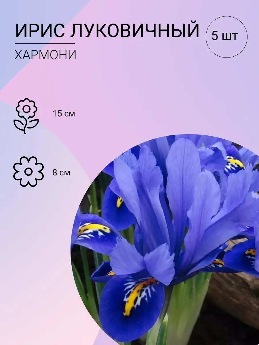 Ирисы Iris