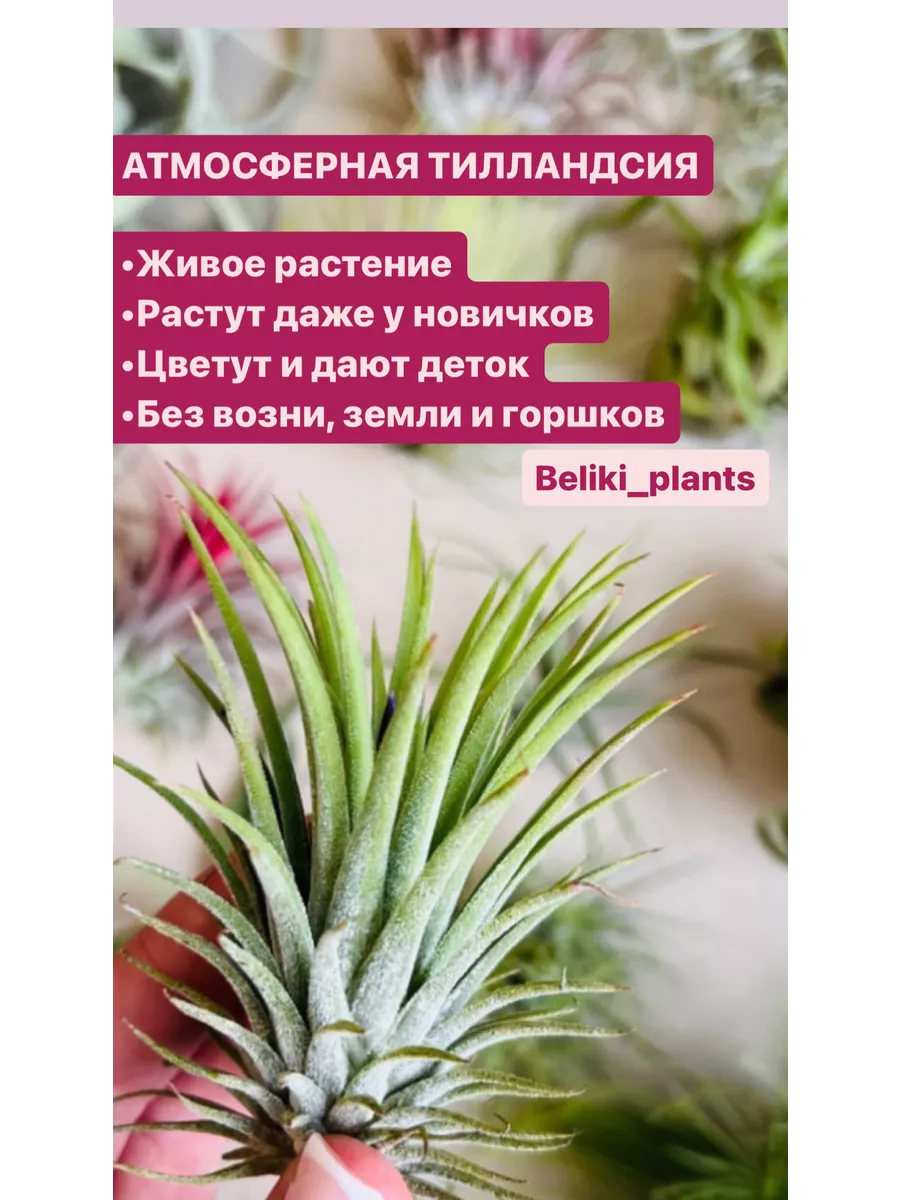 Тилландсия ионанта атмосферное растение тилландсии Beliki_plants 153215101  купить в интернет-магазине Wildberries