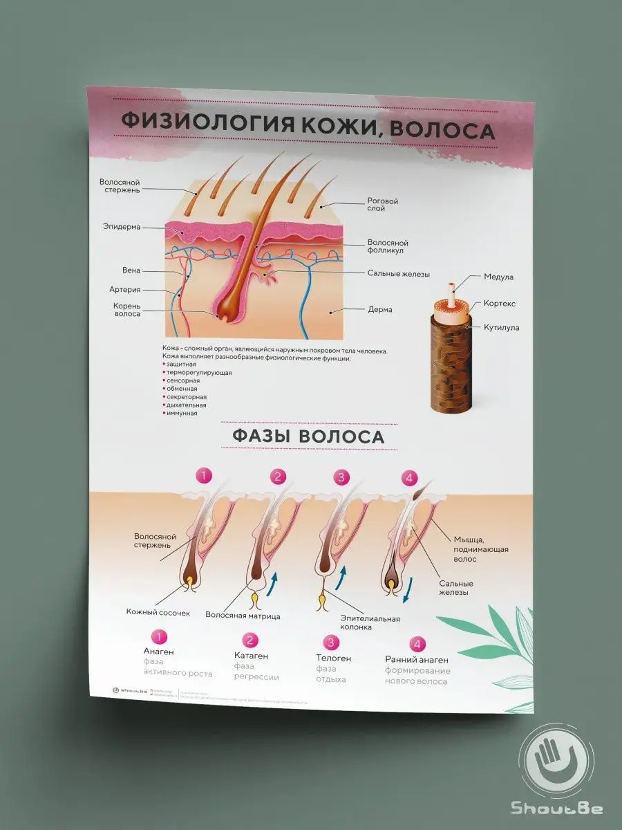 Основы анатомии и физиологии кожи и волос: Учебное пособие