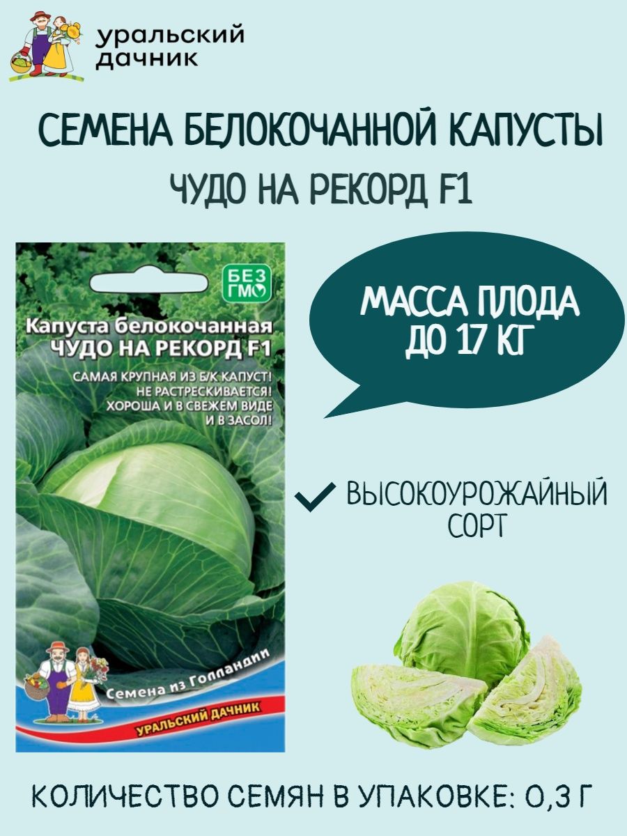 Капуста чудо ультрараннее отзывы. Капуста белокочанная чудо на рекорд f1. Капуста чудо Ультрараннее. Семена капусты. Капуста кочанная.