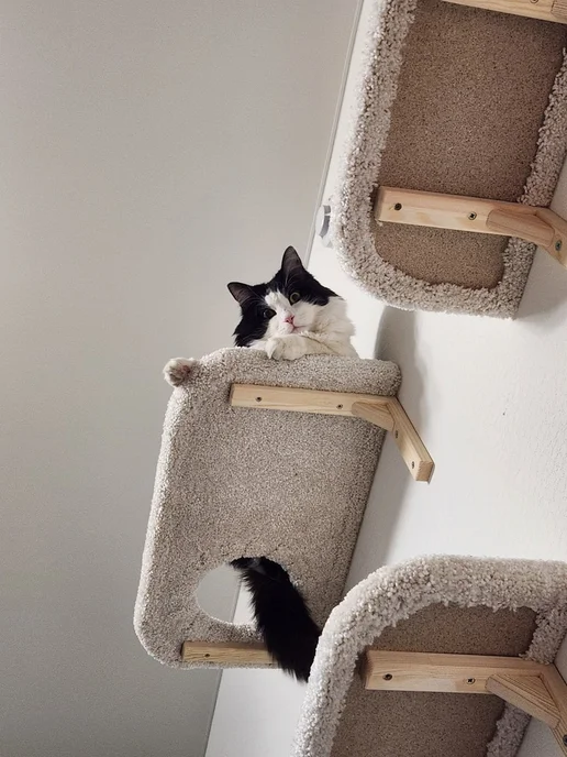 Моя Котя Игровой комплекс для кошек, белый, фото 4