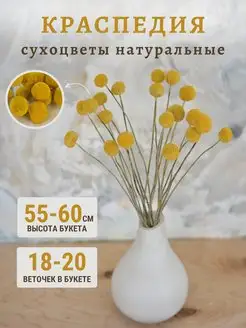 Краспедия сухоцветы букет для декора в вазу TRAVA_DECOR 153780273 купить за 495 ₽ в интернет-магазине Wildberries