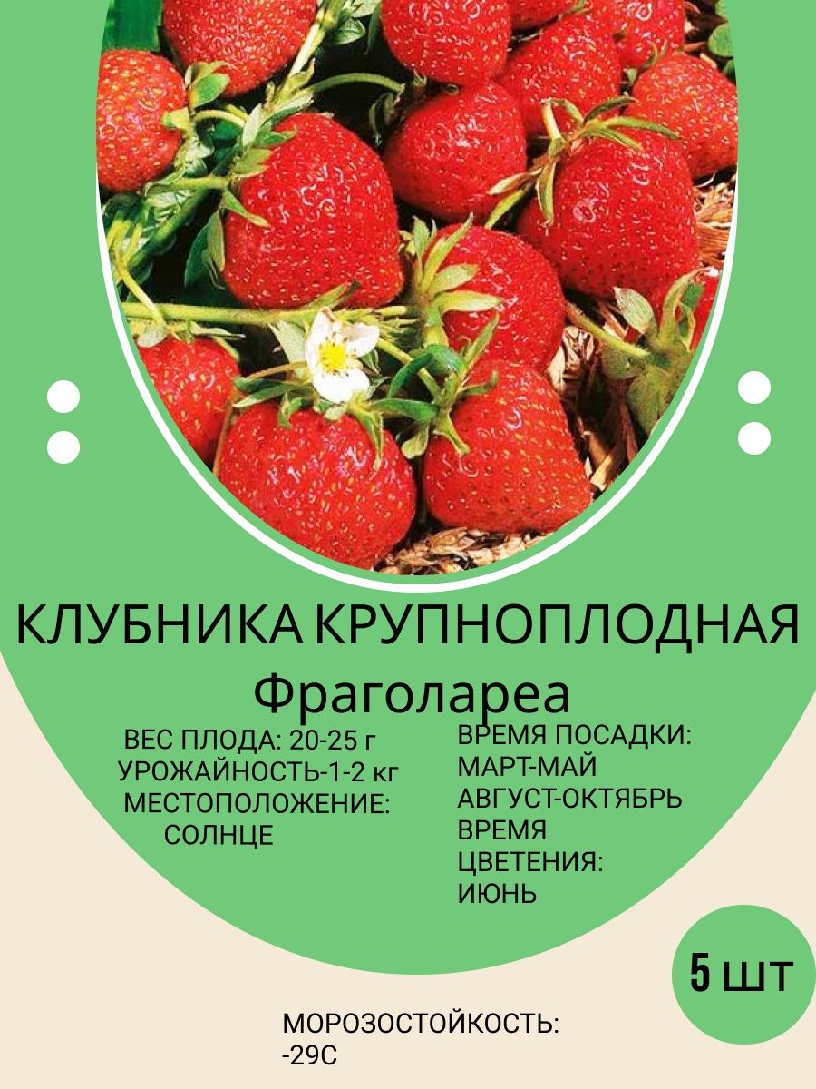 Дачная ягодная расписание. Ягодник на даче. Ягоды для дачи Пензенская обл.