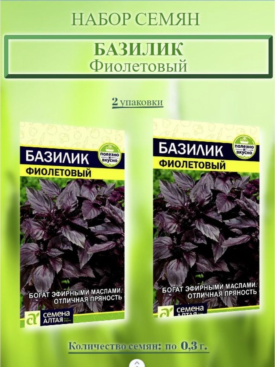 Базилик фиолетовый польза. Базилик фиолетовый приправа. Семена базилик фиолетовый.